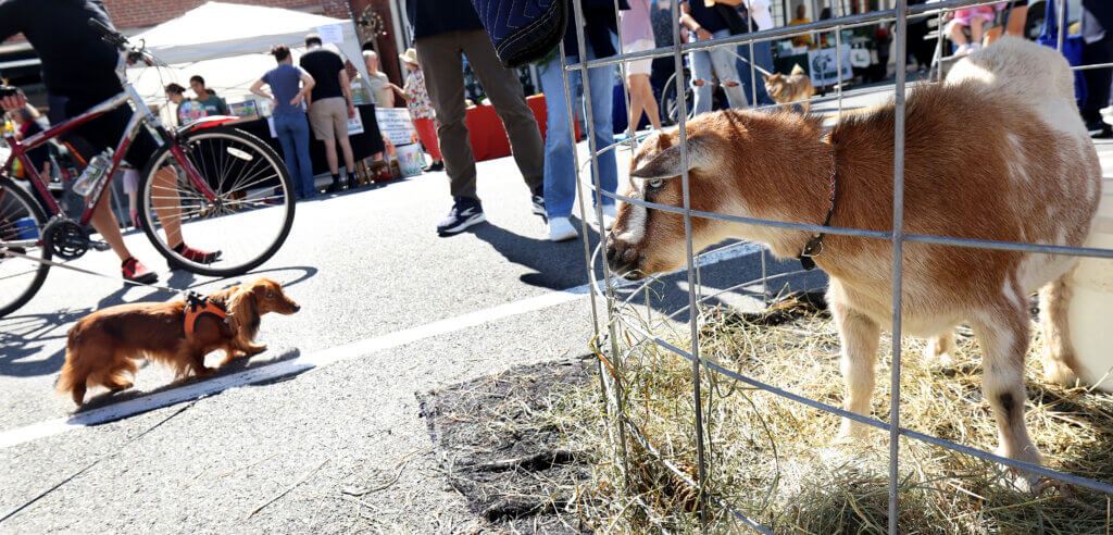 Jerry, a 5-year-old Nigerian Dwarf goat from Marshall Farm, stares down a canine passerby.   
