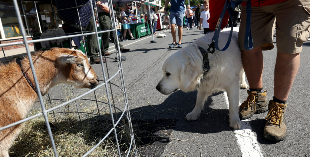 A dog gets up close and personal with Marshall Farm goat Jerry. 