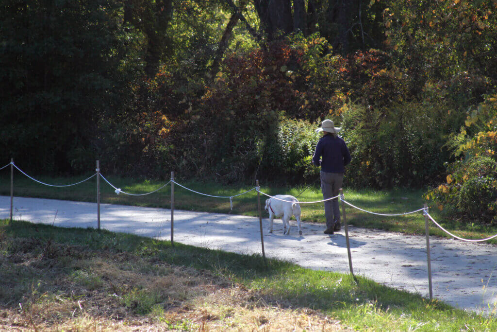 Nea Glenn walks her dog, Emma, through Minute Man National Historical Park. Photo: Dakota Antelman/The Acton Bridge
