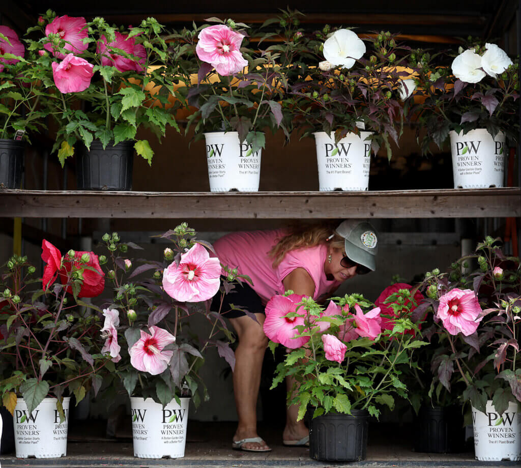 Mary Jean Laviolette of Arena Farm arranges hibiscus plants for sale. Photo: Ken McGagh/The Acton Bridge 
