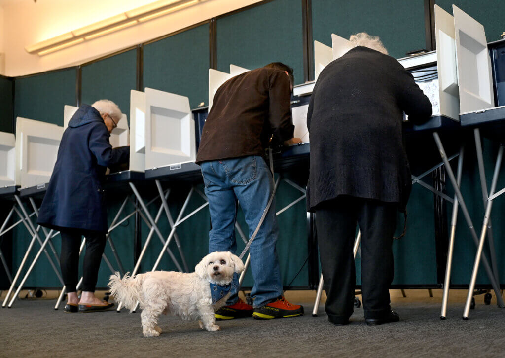 Scout, a Maltese dog, waits patiently while owner Jack Madigan and other voters mark their ballots at the Harvey Wheeler Center polling place on Tuesday, April 8, 2025. Voters are deciding on two open seats on the Select Board and two open seats on the School Committee. Ken McGagh/The Acton Bridge