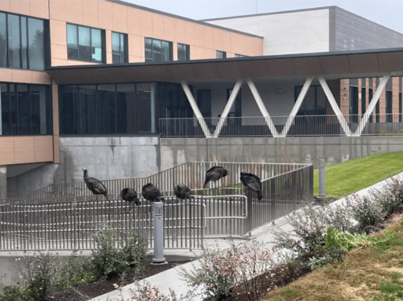 A flock of turkeys has taken up residence around the new Ellen Garrison Building at Acton Middle School, prompting jokes at a recent building committee meeting. Image via Acton Middle School Building Committee