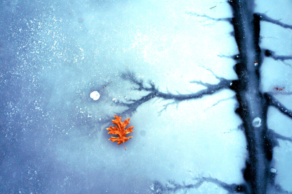 A photograph titled “The Maker But Patented a Leaf,” after a Thoreau quote, was taken at Walden Pond by Richard Higgins. Courtesy image