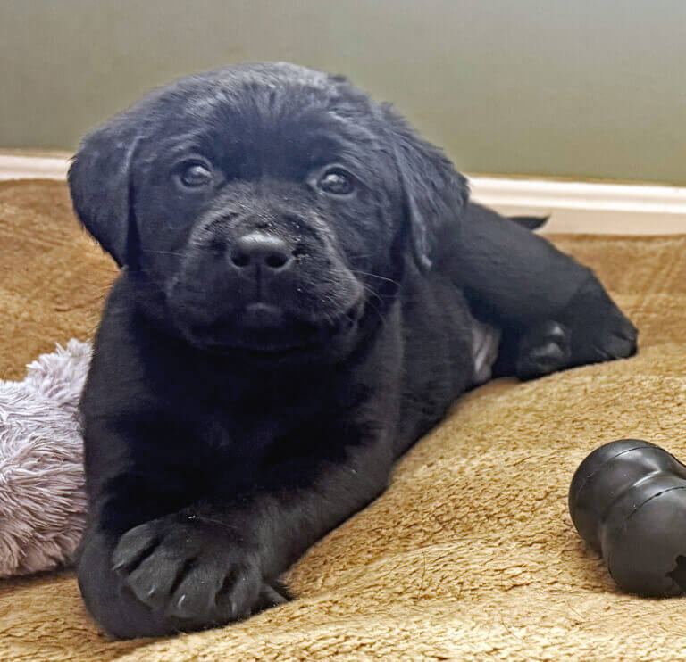 Thor, an 8-week-old Labrador retriever, is the Acton Police Department’s new comfort dog. Photo courtesy of Acton Police