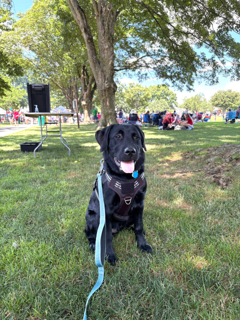 Thor, the Acton Police Department’s comfort dog, was on scene for the July 4 Picnic in the Park. Courtesy photo
