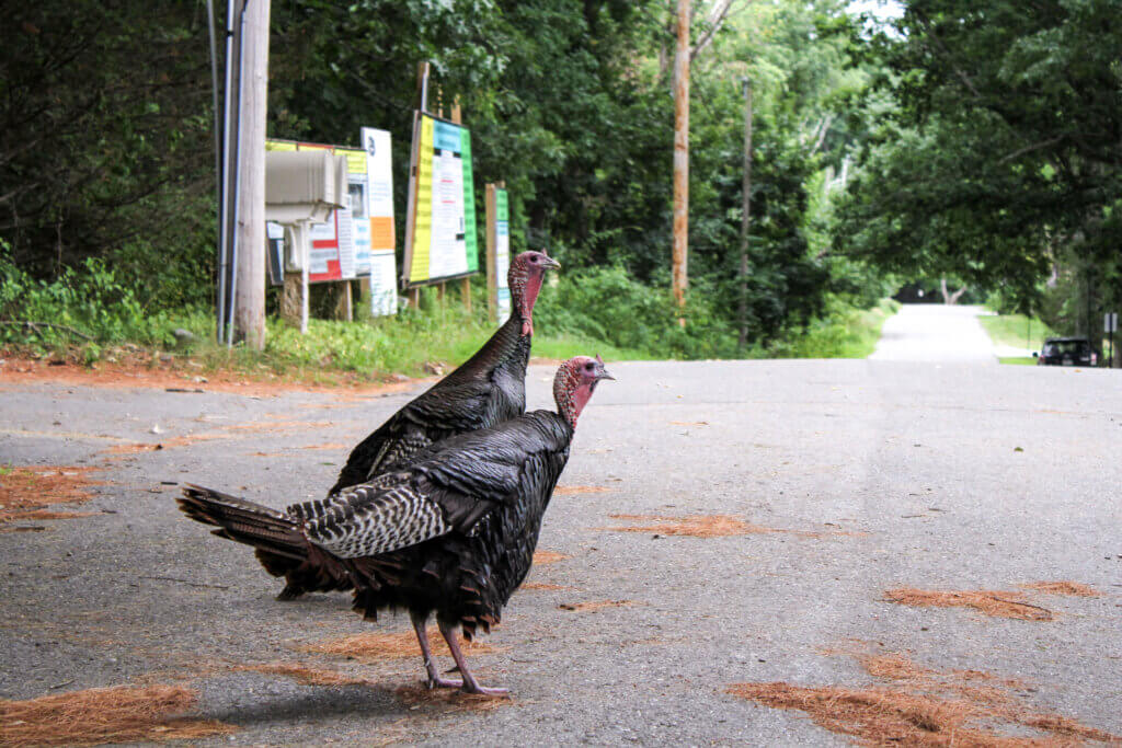 Two turkeys keep watch for food at the site of Acton’s yearslong legal battle over Estabrook Road access. Photo: Dakota Antelman/The Acton Bridge