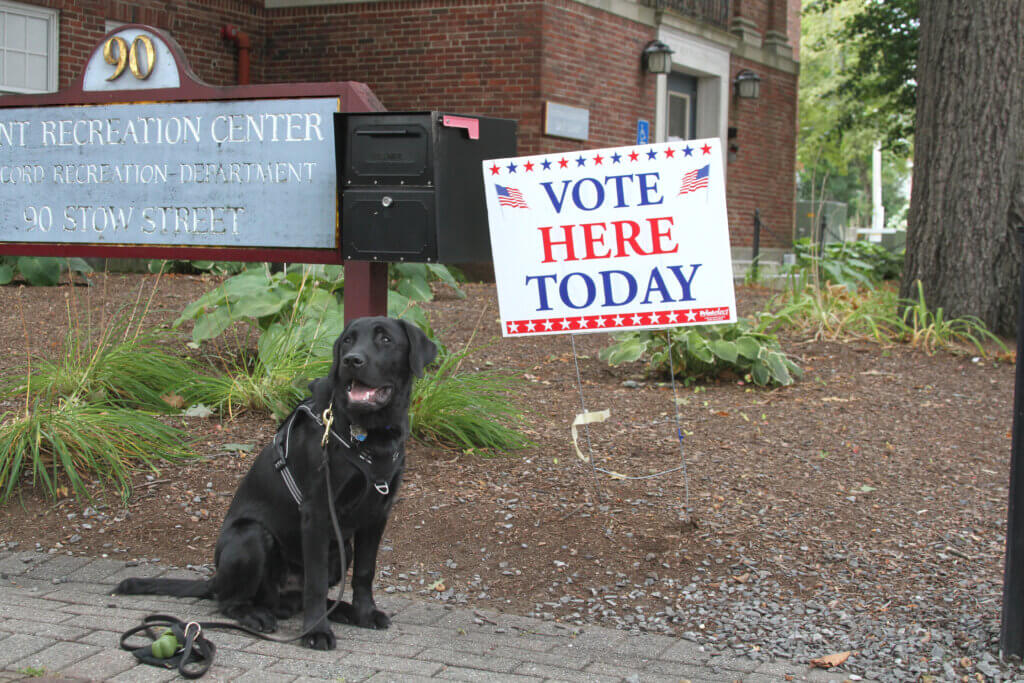 Acton police comfort dog Thor poses outside the Hunt Recreation Center polling place on Tuesday. Photo: Dakota Antelman/The Acton Bridge