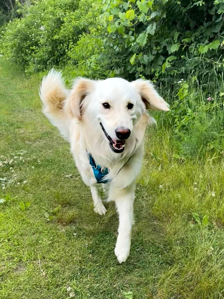 Diana Renn’s 4-year-old dog, Trevor, had already survived cancer before falling ill due to suspected rodenticide poisoning. Photo courtesy of Diana Renn