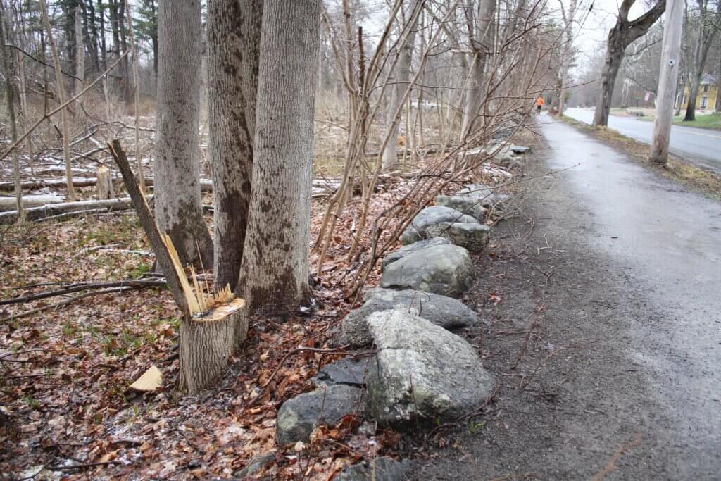 Pedestrians and motorists along Monument Street might have noticed snapped trees mere feet from the road. Officials say it’s all by design. Photo: Dakota Antelman/The Acton Bridge
