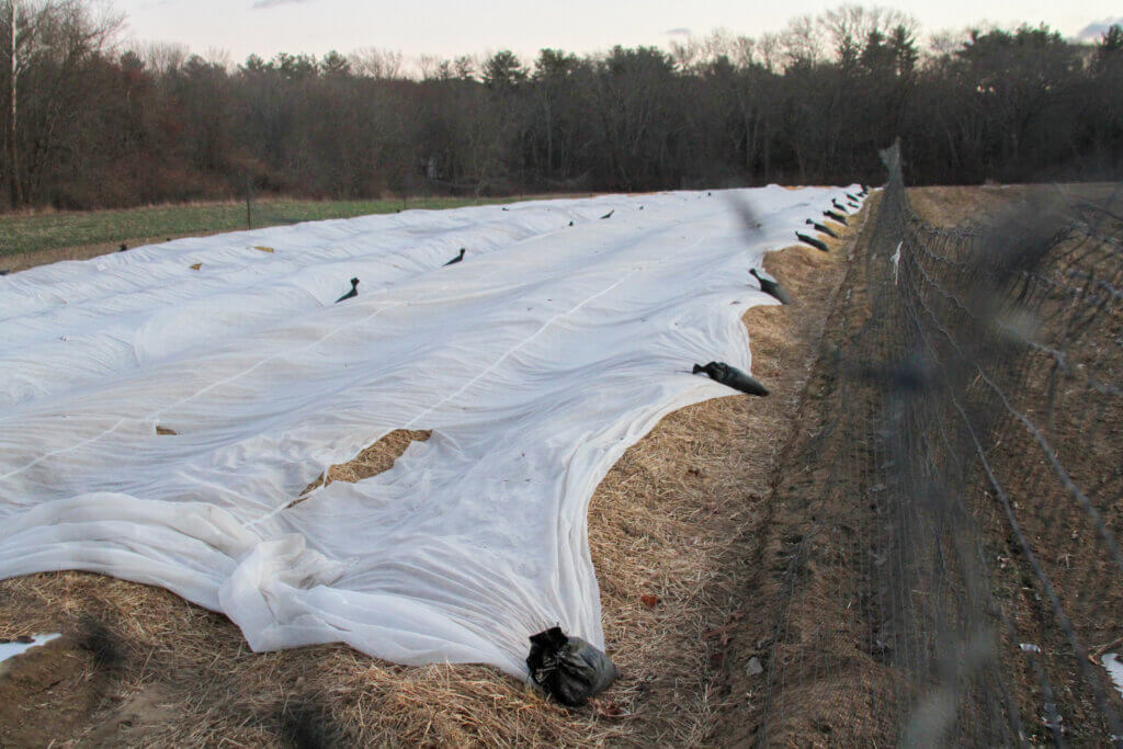 Farmers at Barrett’s Mill Farm have plenty of fencing, but it hasn’t been enough to keep deer away from their crops. Photo: Dakota Antelman/The Acton Bridge