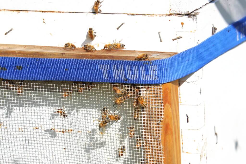The hives have a rodent screen in front of the entrance. Grimwood explained that even wasps have a hard time navigating it. Photo: Trace Salzbrenner/The Acton Bridge