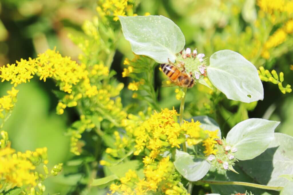 One of Kielty and Grimwood’s bees on a plant in their garden. Photo: Trace Salzbrenner/The Acton Bridge