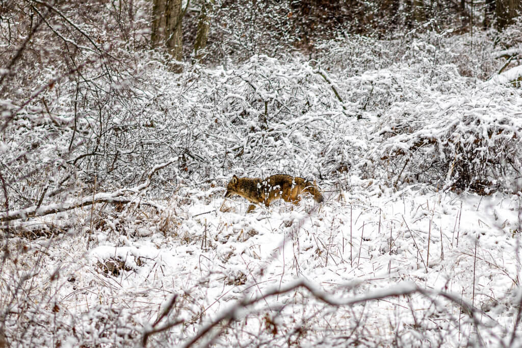 This coyote didn’t get the memo that October Farm Waterfront is dog-friendly. Canine companion Sandy’s alertness made this January 18 shot possible. Photo: Stephen Beyer/The Acton Bridge