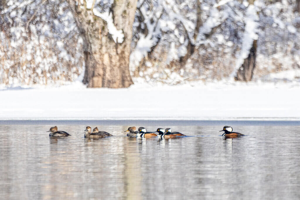 At Mass Audubon Brewster's Woods Wildlife Sanctuary, these hooded mergansers — alternately paddling and diving for food — let the chill roll off them like water off a duck’s back. Photo: Stephen Beyer/The Acton Bridge
