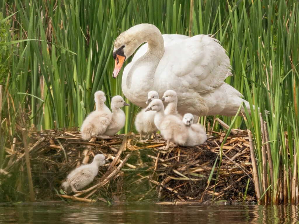 After a tumble from the nest, a cygnet climbs back to safety. Photo: Jean Fain/The Acton Bridge