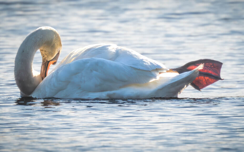 While waiting for his mate to get the kids up and ready, Dad grooms himself. Photo: Jean Fain/The Acton Bridge