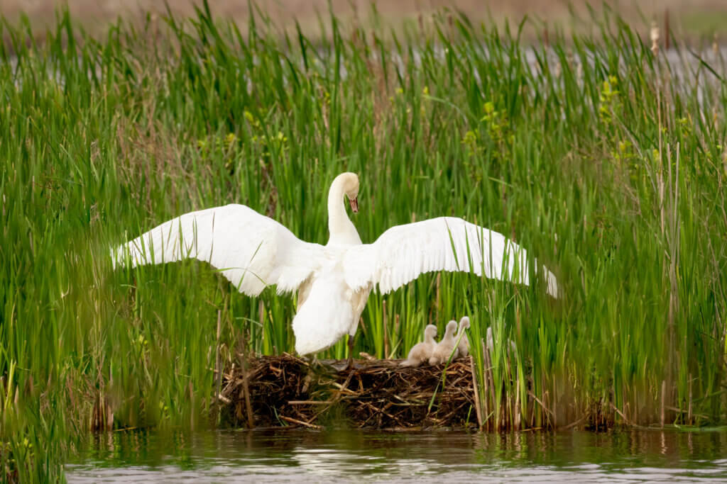 Mom dries off after a swim. Photo: Jean Fain/The Acton Bridge