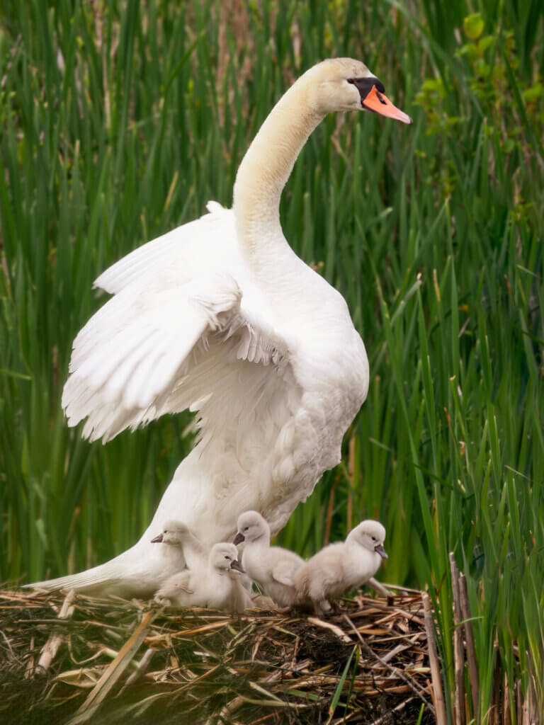 After taking a much-needed break, a mother swan returns to the nest. Photo: Jean Fain/The Acton Bridge