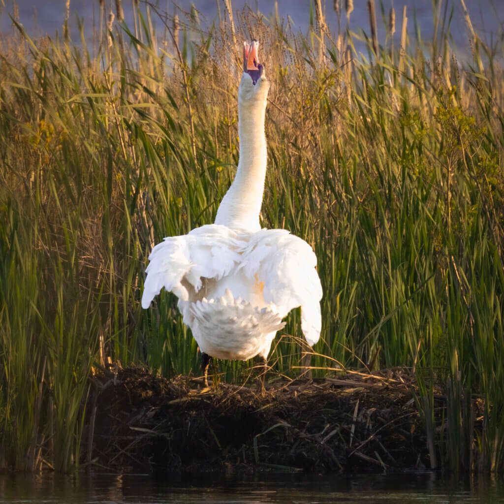 A mother swan enjoys her freedom before the eggs hatch at Great Meadow National Wildlife Refuge. Photo: Jean Fain/The Acton Bridge