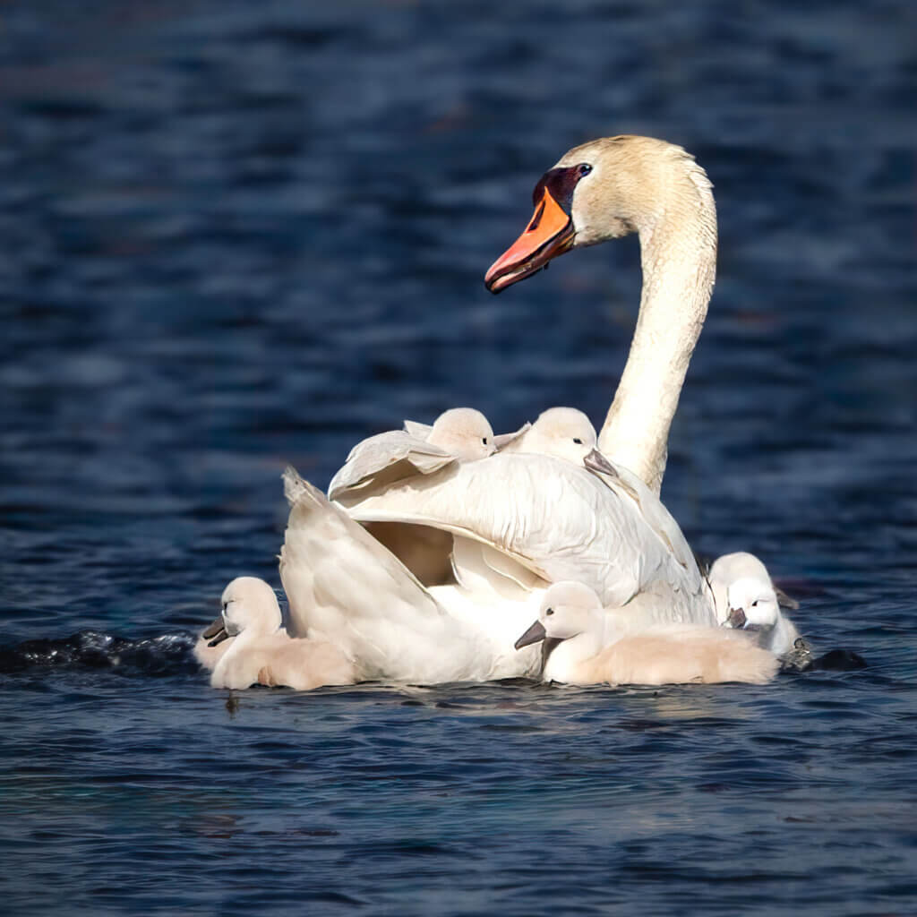 Mom is surrounded by her babies — two cygnets on her back and the other five by her side. Photo: Jean Fain/The Acton Bridge