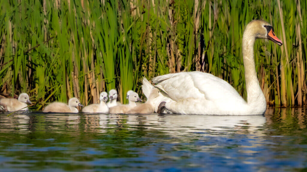 Mom takes her two-day-old babies out for their first swim. Photo: Jean Fain/The Acton Bridge
