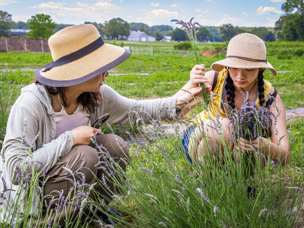 Concordians Anyuu Inomoto-Fong, 19, left, and Allison Lu, 18, both rising college sophomores, assemble a bundle. Photo by Jean Fain