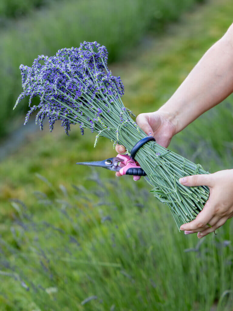 This single, hand-picked “bundle” is measured by the maximum number of stems that fit inside the band. Photo by Jean Fain