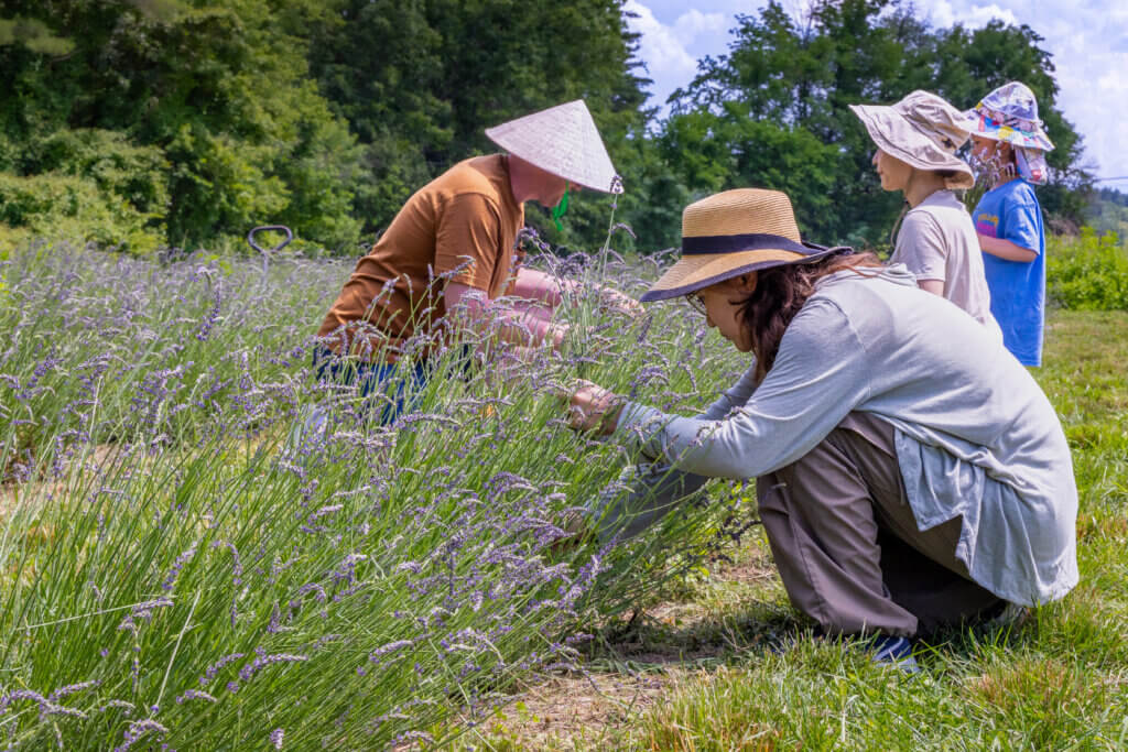 Enthusiasts from far and wide gather the aromatic purple flowers for all manner of projects: to dry as natural air fresheners; to add to baked goods, tea, and lemonade; and to fill sweet sachets for drawers and closets. Photo by Jean Fain