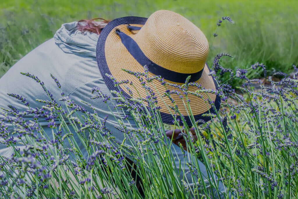 A picker immerses herself in the plants’ sensory abundance. Photo by Jean Fain