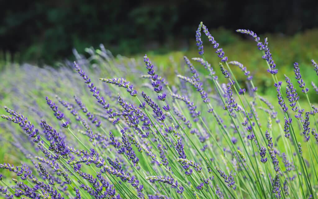 The spiky, purplish blossoms. Photo by Jean Fain