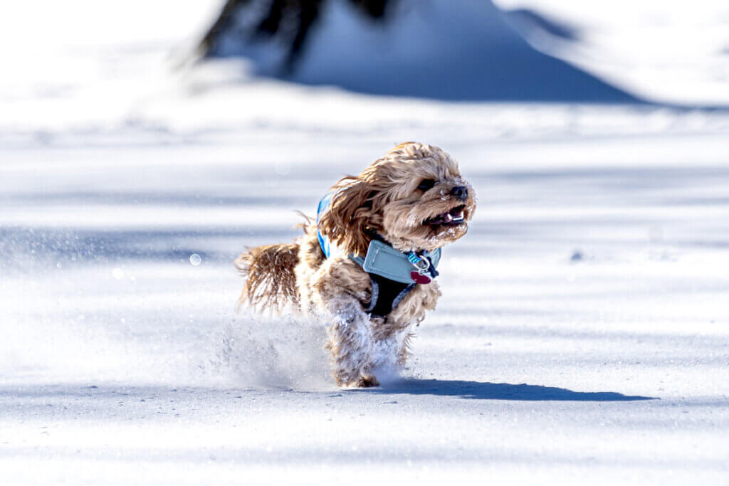 Tom and Tracey Bird’s pup Norman romps unabashedly through the snow at Emerson Field. Photo by Stephen Beyer
