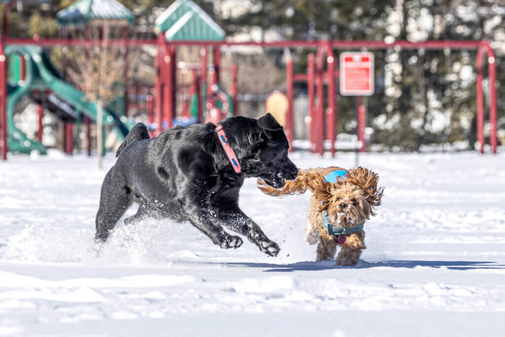 Sadie and Norman dial up the energy during a snowy Emerson Field play session. Photo by Stephen Beyer