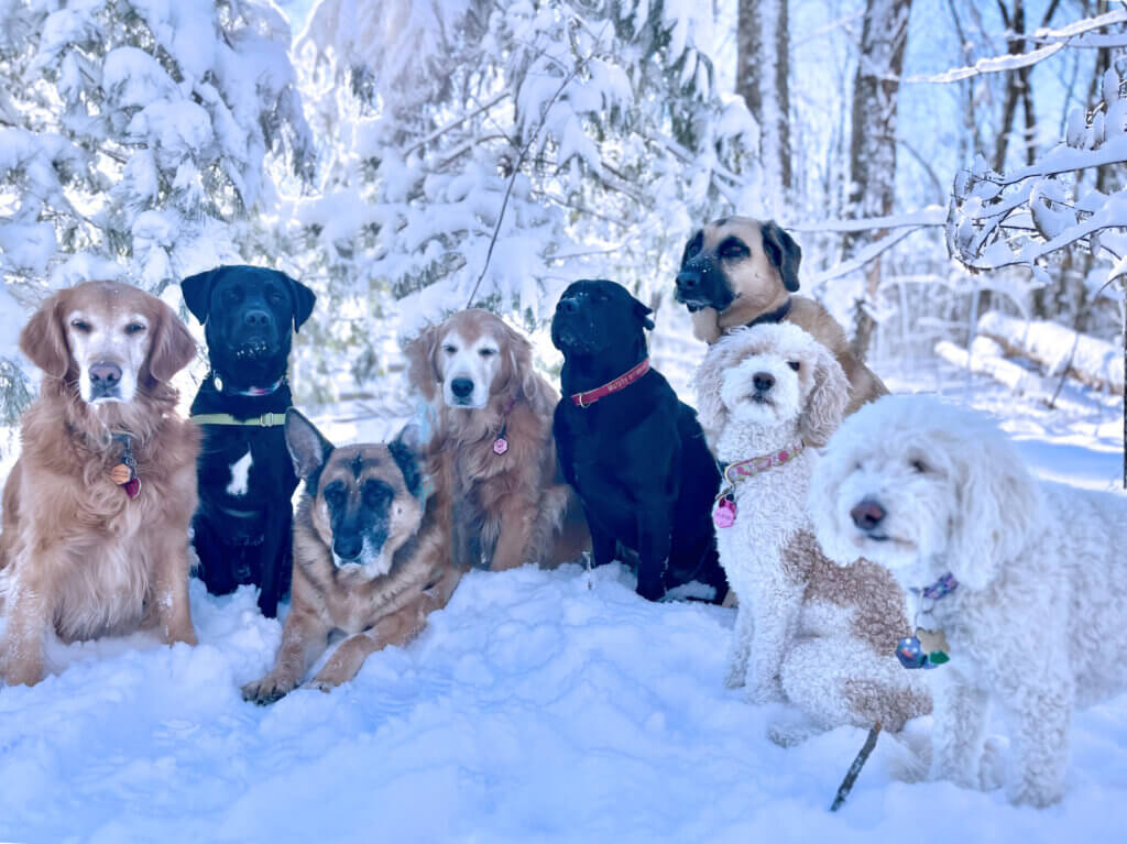 A pack of dignified Acton canines sits for a stately, snowy portrait. Photo courtesy of Jaime Webster of Adventure Dogs LLC