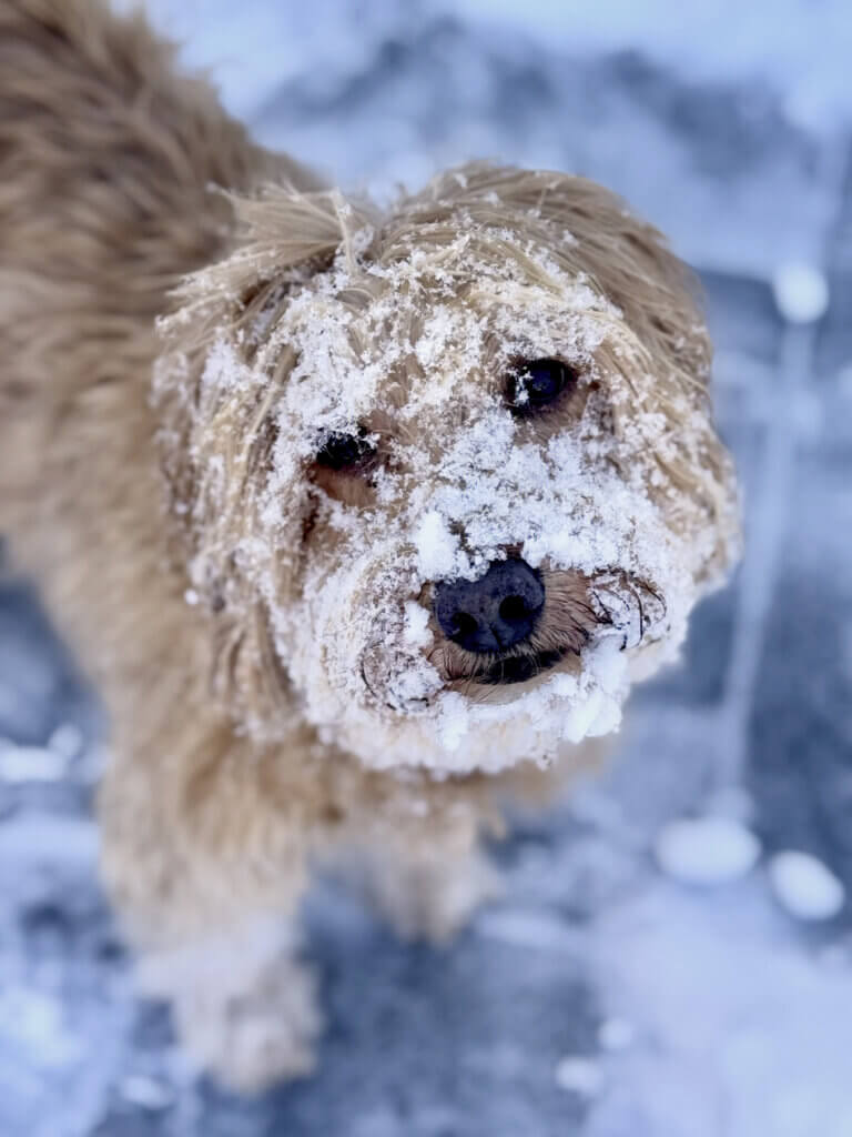 Moxie wears a frosty mask after sampling the fresh snow. Photo courtesy of Lizzie Lewis