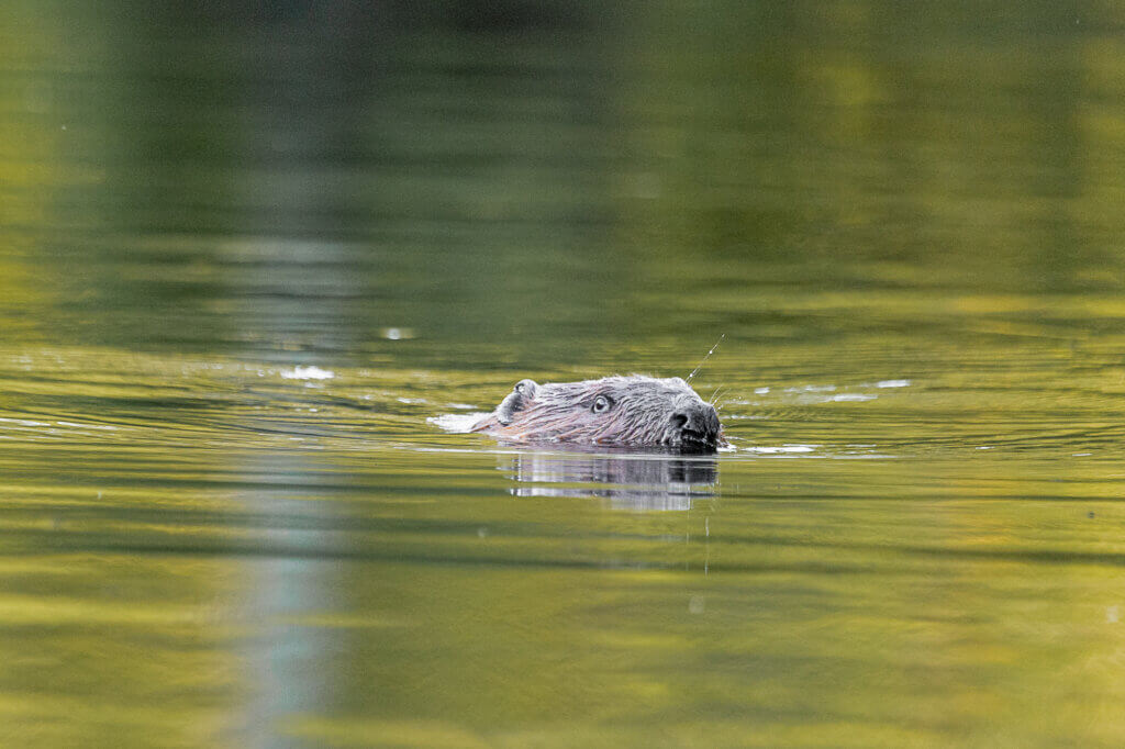 A beaver swims on a recent summer evening. Photo by Stephen Beyer