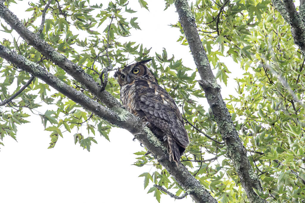A great horned owl perches on a branch above the Acton River. Photo by Stephen Beyer