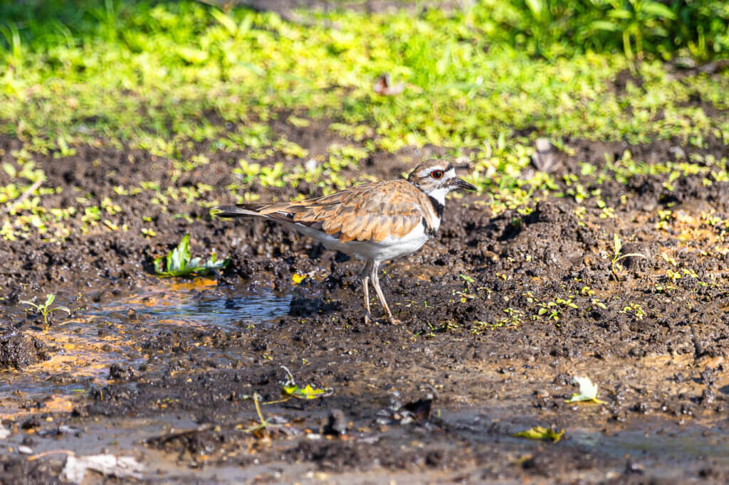 A killdeer bird pauses at the water’s edge. Photo by Stephen Beyer