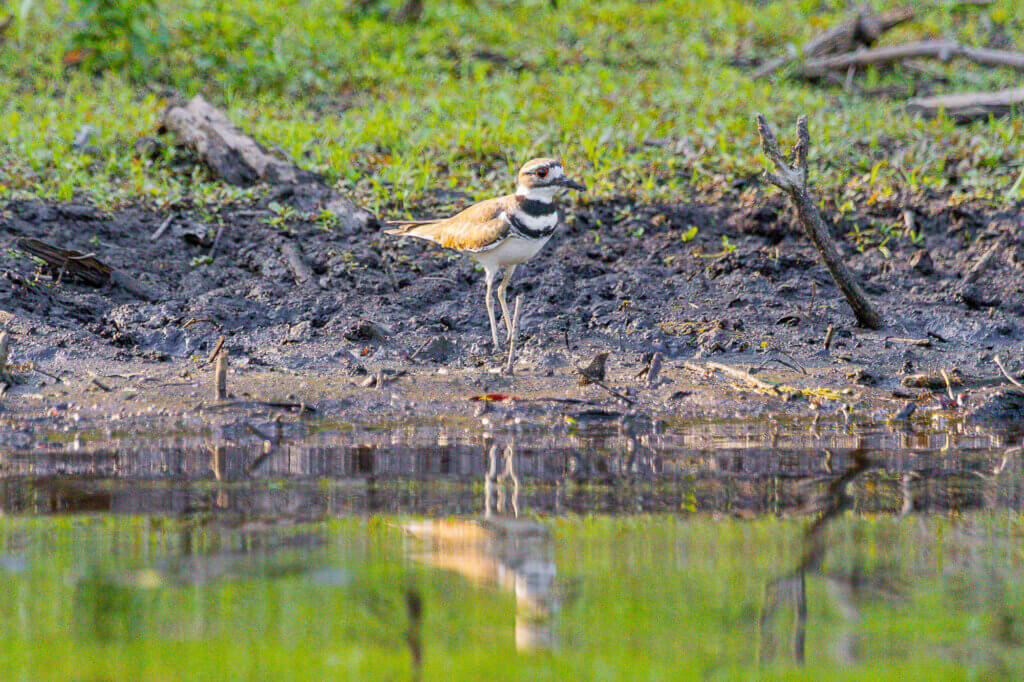 The river reflects a killdeer. Photo by Stephen Beyer