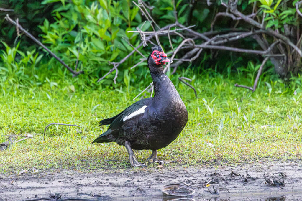 A Muscovy duck on the shore. Photo by Stephen Beyer