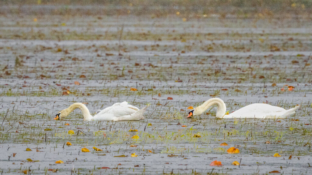 The swan parents and one of their cygnets brave the rain together. Look closely for a glimpse of the tiny cygnet getting a piggyback ride. Photo by Jean Fain