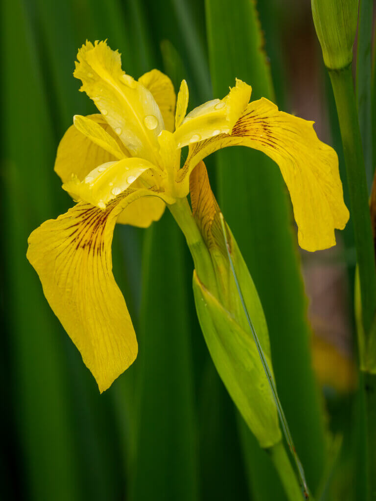 “The yellow flag iris may be an invasive plant, but it sure is beautiful,” Fain writes. “This striking perennial with golden yellow blooms has been growing in the wild wetlands of Acton for over a century.” Photo by Jean Fain