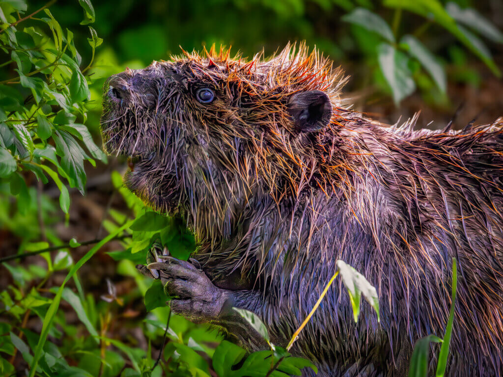 “This beaver is so used to people, it freely munched on greens right next to the trail. I’ve never been this close to a grazing beaver,” she wrote. “Remarkable!” Photo by Jean Fain