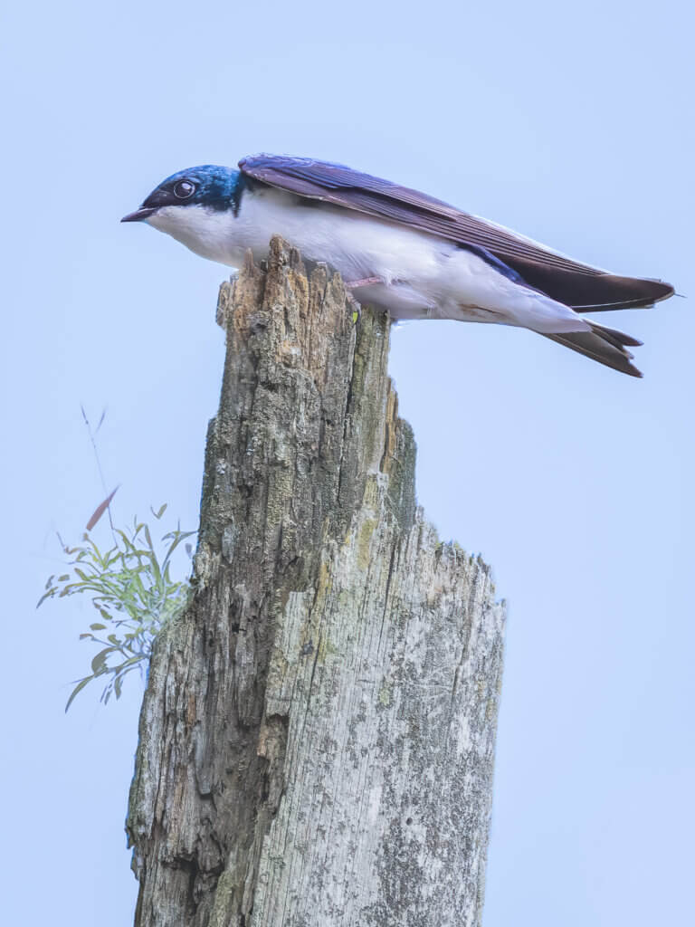 “Tree swallows are hyperactive aerialists — they rarely stand still for the camera,” Fain said, “but on this particular evening at Heywood Meadow, this tree swallow perched on a stump long enough for me to snap a picture.” Photo by Jean Fain