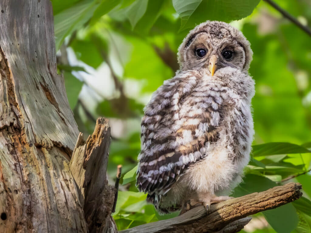 Fain writes that she was fortunate to find this barred owlet, a.k.a. baby barred owl, in West Acton. “Its mother was a few trees back, keeping a watchful eye.” Photo by Jean Fain