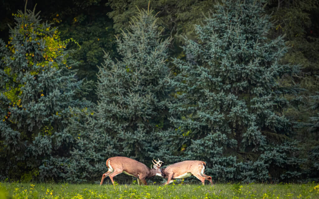 Bucks battle near the Sudbury River. Photo by Jean Fain