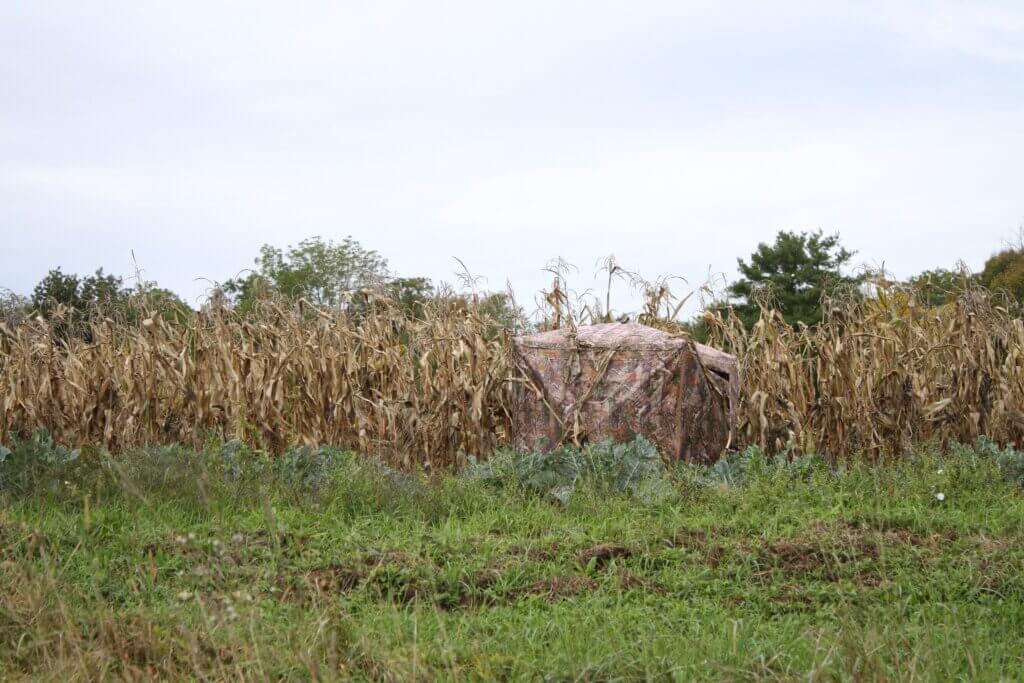 A hunter’s tent sits on the edge of a cornfield at Hutchins Farm. Photo: Dakota Antelman/The Acton Bridge