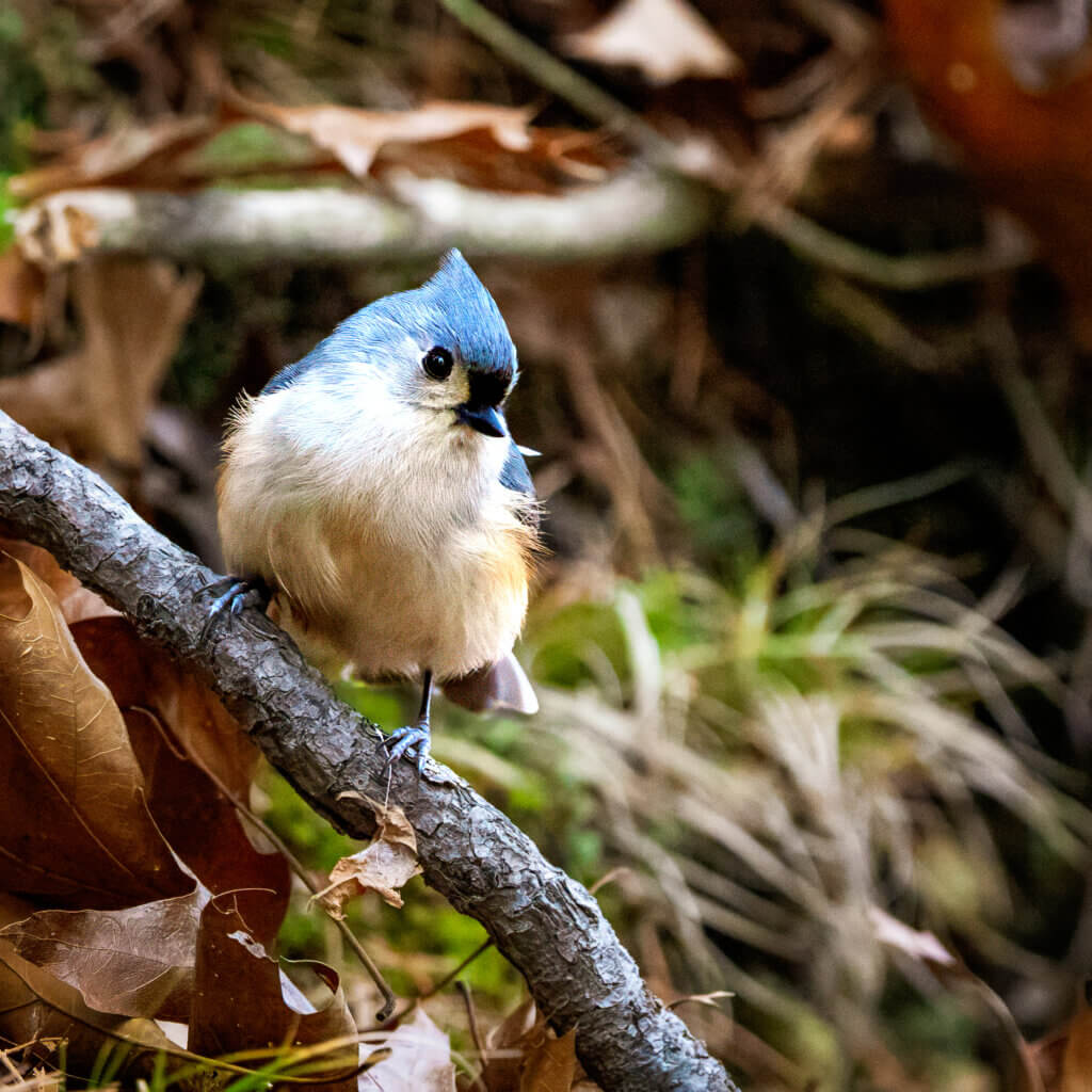 Peter Alden says the tufted titmouse is his favorite bird; when it sings, it sounds like it’s whistling “Peter-Peter-Peter.” Photo: Jean Fain/The Acton Bridge