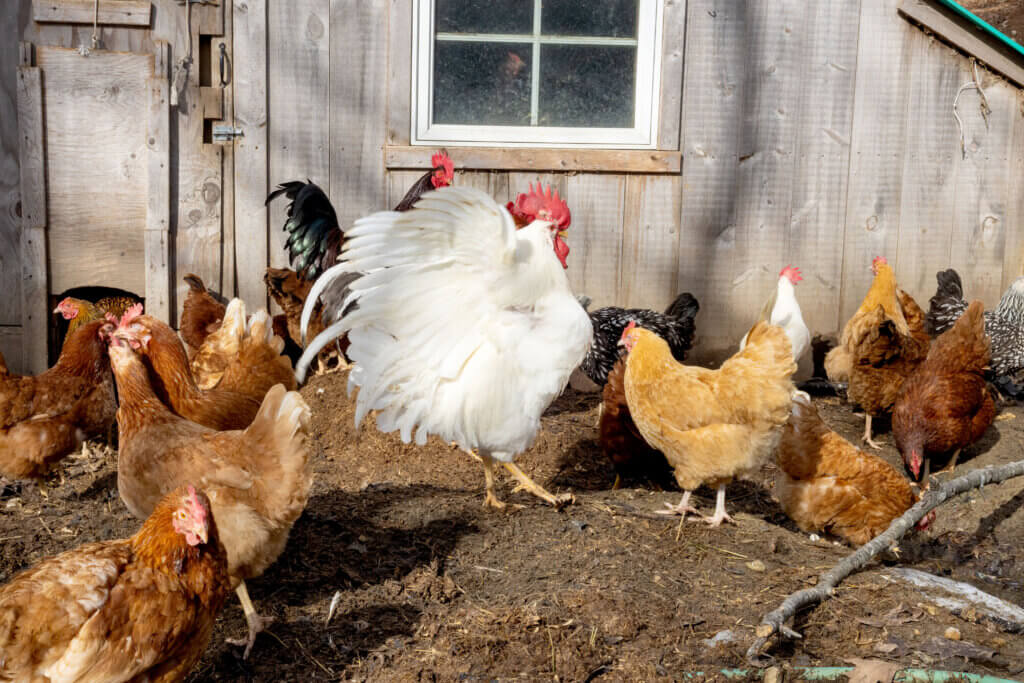 A rooster flaps outside the coop the Poors built. Photo by Carson Paradis
