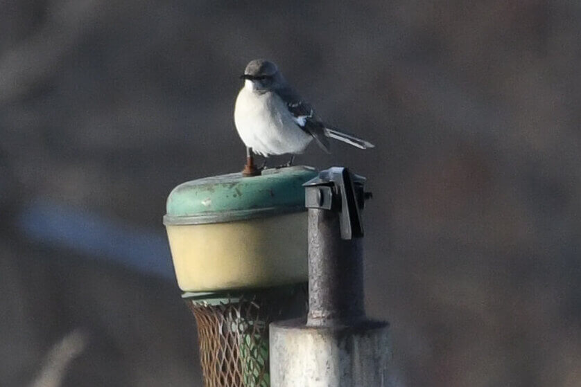 A northern mockingbird spotted near Scimone Farm. Photo by Cris Van Dyke