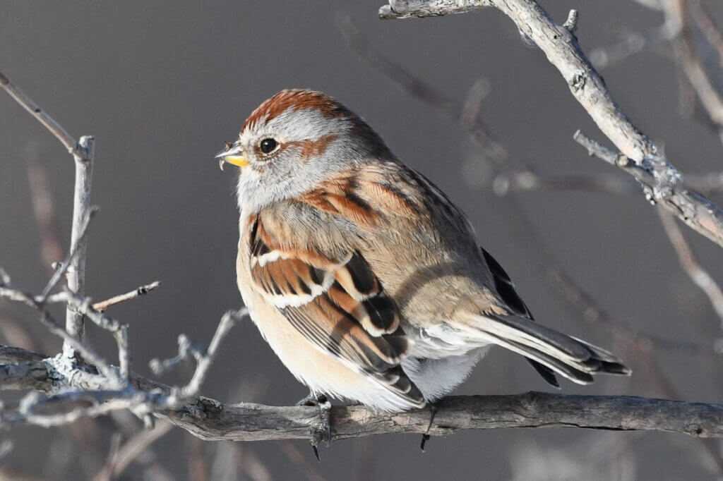 An American tree sparrow at Scimone Farm. Photo by Cris Van Dyke